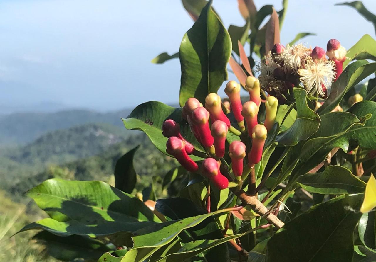 Munduk Clove Esterno foto